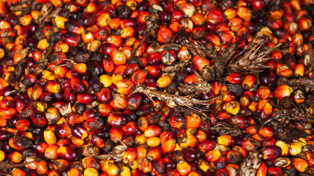 Close-up oil palm or palm oil fruits, seeds or kernel. Agriculture, Biofuel concepts. Top view. Flat lay. Selective focus.の写真素材