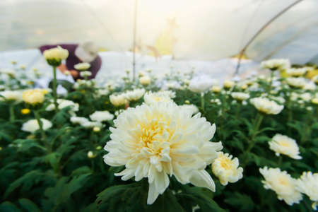 Collecting white and yellow carnations flowers are in bloom in a greenhouse. Gardener collecting carnations flowers blurred in the background. Chiang Mai, Thailand. Close-up. Soft focus on carnation flower.の写真素材