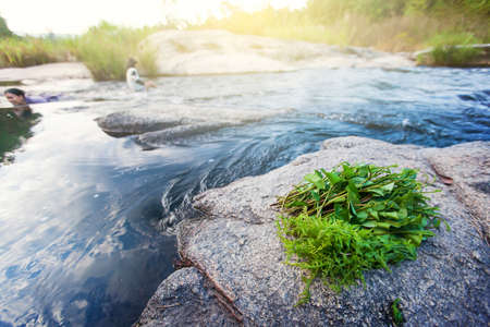 Harvesting fresh wild edible tropical plants, fern and water spinach along a creek. Mother and daughter playing in a creek blurred in the background. Food in nature. Thailand. Focus on plants.の写真素材