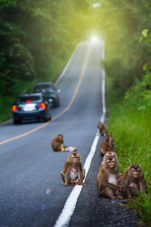 A herd of Northern pig-tailed macaque relaxing while sits on an asphalt forest road. Vehicles driving past a herd of macaque. Khao Yai National park, Thailand. Focus on macaque.の写真素材