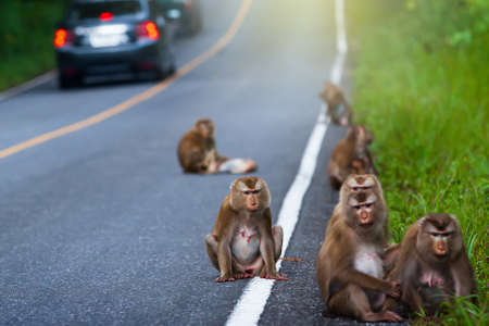 A herd of Northern pig-tailed macaque relaxing while sits on an asphalt forest road. Vehicles...