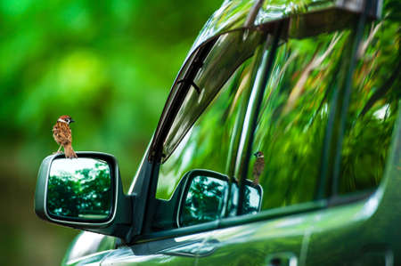 A sparrow bird is perching on the side mirror and looking at itself in the mirror, green forest blurred in the backgrounds. Holiday, vacations, travel concepts. Focus on a bird.の写真素材