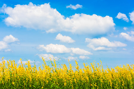 Landscape of sunn hemp yellow flowers fields in full bloom, bright white clouds in the blue sky in the backgrounds. Flowers fields on sunny summer. Relaxation, holiday, vacations. Focus on the sky.の写真素材