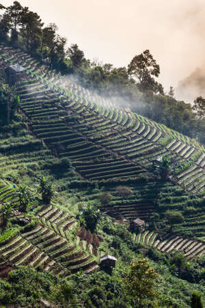 Strawberry and vegetables terraces in the morning mist. Mountains range near Thailand-Myanmar border. Chiang Mai, Thailand. Agriculture, cultivation, vegetation concepts.の写真素材