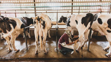 An Asian man farmer inspecting dairy cattle in a local dairy farming. Agriculture, livestock, dairy cow concepts.の写真素材