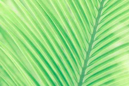 Close-up green tropical palm leaves in sunlight. Abstract lines and striped of green palm leaves against green palm leaves blurred in the backgrounds. Soft focus for creative backdrops.の写真素材