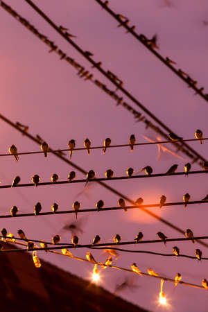 Flock of Barn Swallow are perching on wires and flying in the rain at twilight during migration. Betong City, Yala, Southern Thailand. Bird migration. Motion blur.の写真素材