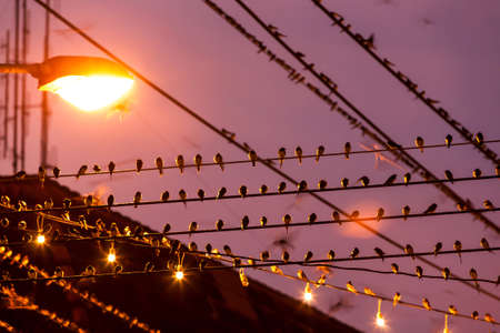 Flock of Barn Swallow are perching on wires and flying in the rain at twilight during migration. Betong City, Yala, Southern Thailand. Bird migration. Motion blur.の写真素材