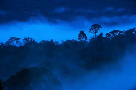 Landscape of tropical rainforest in the morning mist, abstract trees branches in blue fog. Khao Yai...