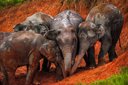 Happy herd of Asian Elephants feeding on salt lick in rain season. Wildlife scene in Khao Yai National Parkの写真素材