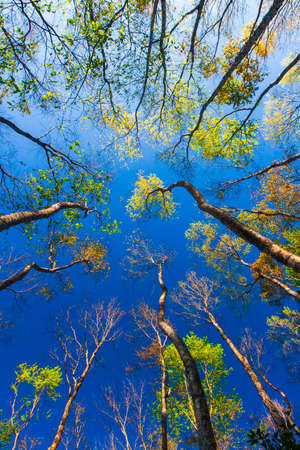 Low angle view of colorful forest against blue sky in springtime. Abstract trees branches and colorful leaves against blue sky in the backgrounds.の写真素材
