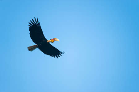 A male Wreathed Hornbill flying in the blue sky in summer. Khao Yai National Park, Thailand.の写真素材