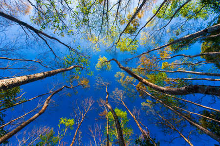 Low angle view of colorful forest against blue sky in springtime. Abstract trees branches and colorful leaves against blue sky in the backgrounds.の写真素材