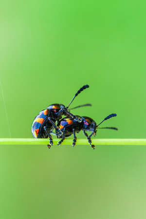 A pair of unknown beetles mating on a grass stalk in a tropical grassland on rain morning. Ta Phraya National Park, Thailand-Cambodia border.の写真素材