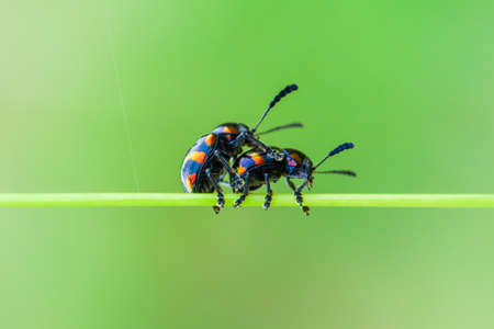 A pair of unknown beetles mating on a grass stalk in a tropical grassland on rain morning. Ta Phraya National Park, Thailand-Cambodia border.の写真素材
