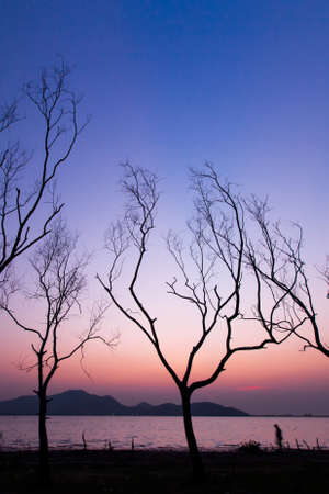 A tranquil lake in autumn. A man walks in the trees lined near a lake at dusk, abstract bare trees branches against sunset sky in the background. Focus on the trees.の写真素材