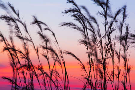 Blooming cane flowers blowing in the wind against sunset sky in the backgrounds. Abstract flowers fields on winter dusk. Silhouette. Long exposure. Motion blur.の写真素材