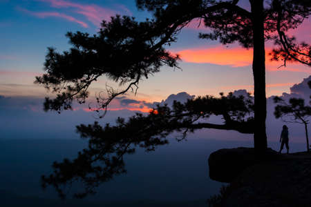 Hiker young woman stands on the edge of a cliff near an ancient pine tree and looks at mountain view during sunset. Holiday, vacations, tourism concepts. Silhouette.の写真素材