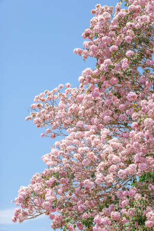 Blooming pink pou flowers on the tree branches on winter morning, a swarm of insects pollinating on pink flowers, light blue sky in the background.の写真素材