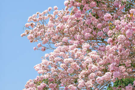 Blooming pink pou flowers on the tree branches on winter morning, a swarm of insects pollinating on...