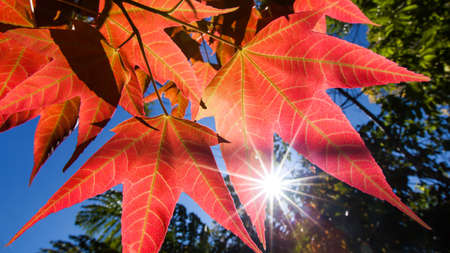 Bright red maple leaves against sunrise and blue sky in the backgrounds. Maple tree branches with red maple leaves in autumn. Close-up.の写真素材