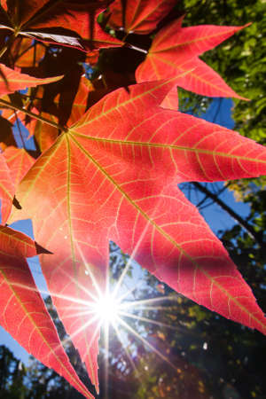 Bright red maple leaves against sunrise and blue sky in the backgrounds. Maple tree branches with red maple leaves in autumn. Close-up.の写真素材