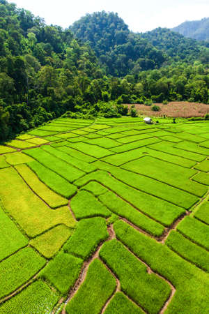 Aerial view of green rice seedlings in paddy fields surrounded by tropical forest in rain season. Rural scene in North Thailand. Agriculture, cultivation concepts.の写真素材