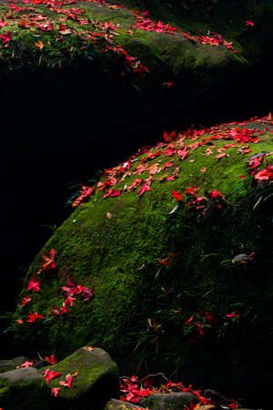 Fallen red maple leaves on the rocks in autumn. Abstract red maple leaves in sunlight against green moss and dark shadow.の写真素材