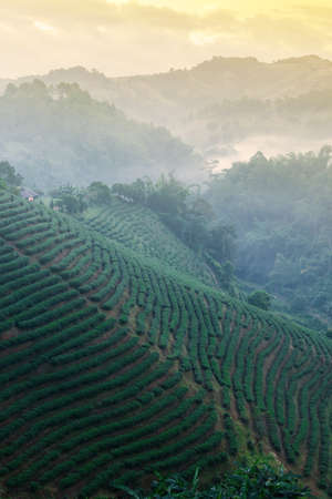 Landscape of tea terraced fields in the morning mist. Tea plantation, agriculture, farming concepts. Doi Mae Salong, Chiang Rai, Thailand.の写真素材