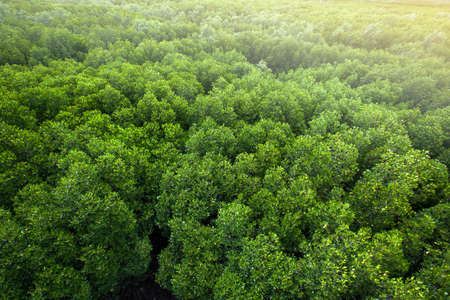 Aerial view of a green mangrove forest canopy. Green crown, canopy, branches, and foliage of mangrove trees. Environment, climate change, nature concepts. Focus on trees canopy.の写真素材