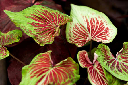 Colorful leaves of Aglaonema growing in a nursery greenhouse, abstract and beautiful shades of leaves and veins. Agriculture, houseplant. Focus on the leaf.の写真素材