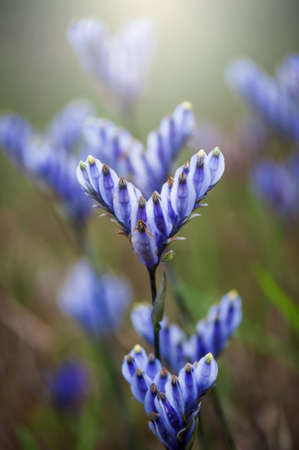 Blooming Burmannia disticha flowers in a wetland at sunrise. Purple flowers fields in full bloom. Close-up. Focus on the purple petal.の写真素材