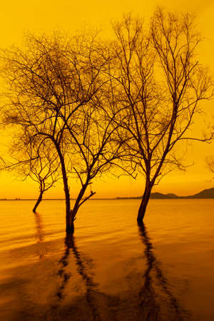 The landscape of a tropical rainforest flash flood, dead trees against a dramatic sky in the background. Environment, climate change, weather concepts. Focus on the trees.の写真素材