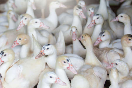 A flock of white ducks in a poultry farm, free-range ducks. An open farm in Thailand. Farming, livestock concepts. Close-up. Selective focus.の写真素材