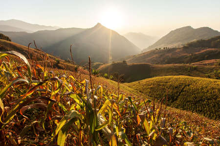 The landscape of corn terraces fields at sunset, local cultivation in North Thailand. Agriculture, farming, environment concepts.の写真素材