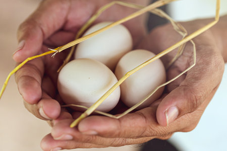 Close-up farmer hands holding organic brown eggs of hen picking up from chicken straw nest. Organic food. Selective focus.の写真素材