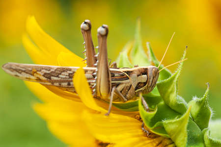 Close-up a Patanga succincta or Bombay locust feeds on yellow sunflower in full bloom. Agriculture, pest concepts.の写真素材