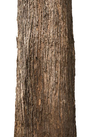 Close-up an old trunk of the teak tree, teak tree bark textures, isolated on white background with a clipping path.の写真素材