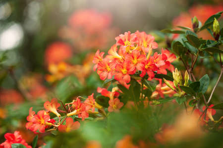 Blooming orange Rhododendron flowers in a botanical garden on a summer morning, green trees blur in the background.の写真素材