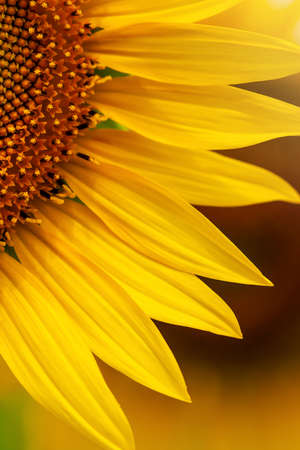 Close-up yellow sunflower in full bloom on sunny summer, yellow sunflower, and fields blurred in the background.
 Focus on the petal.の写真素材