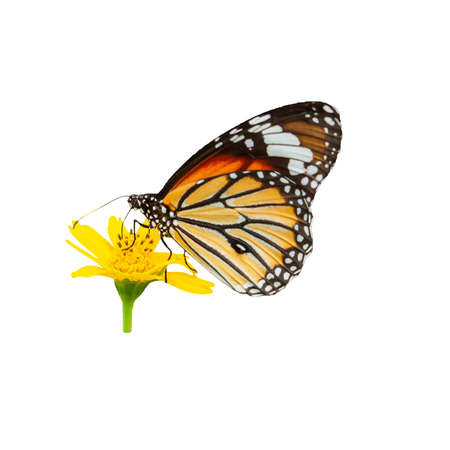 A monarch butterfly pollinating yellow flowers in full bloom, isolated on white background with a clipping path.の写真素材