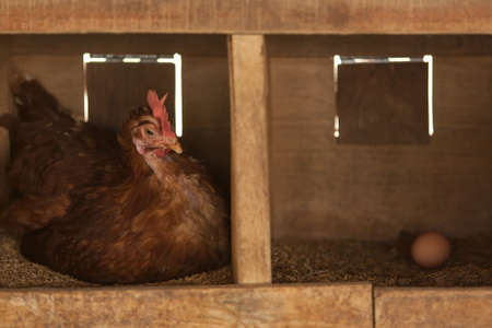 A brown hen is hatching egg and brown egg on a rice husk nest in the wooden hen house. Chicken coop. Domestic hen. Close-up.の写真素材