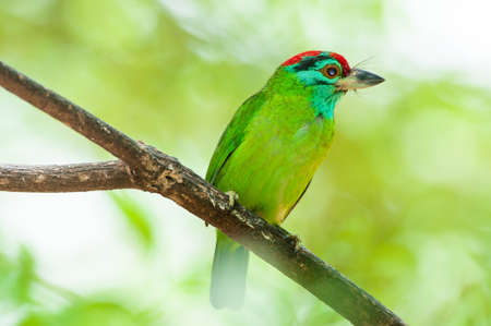 Close-up a Blue-throated barbet perch on the tree branch in sunlight, bright green, blue and red plumage against the green tropical forest in the background. Western Thailand.の写真素材