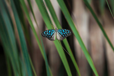 Unidentified butterfly sunbathing on palm leaves in sunlight, bright blue wings against green leaves, and mangrove forest blurred in the background. Chao Phraya Delta, Thailand.の写真素材
