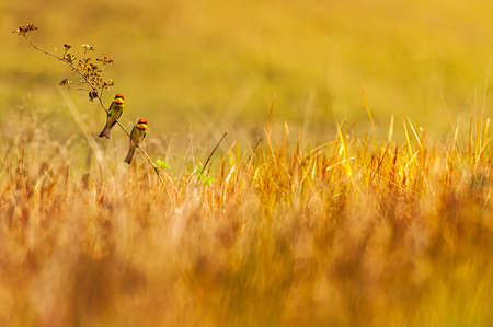 A pair of chestnut-headed bee-eater (Merops leschenaulti) perched in the tree on the grassland during breeding season. Khao Yai National Park, Thailand.の写真素材