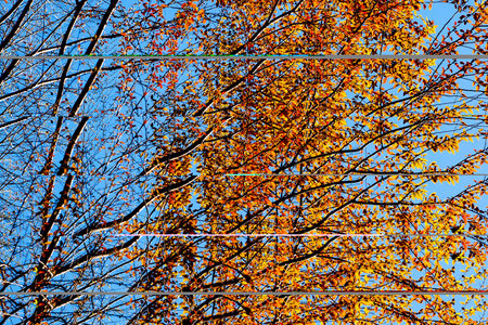Bright orange leaves of the wild trees against the blue sky on a winter morning, abstract shapes of the twigs and branches. Low angle view.の写真素材