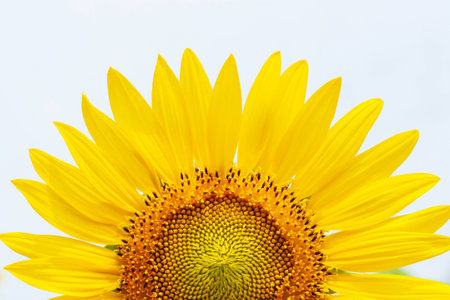 Close-up of yellow sunflower in full bloom on a sunny summer, white sky blurred in the background. Focus on petal.の写真素材
