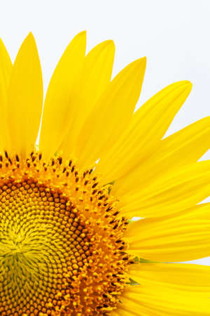 Close-up of yellow sunflower in full bloom on a sunny summer, white sky blurred in the background. Focus on petal.の写真素材