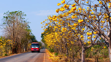 Thai local bus driving on the road that connects townships and villages in Kanchanaburi, Thailand, blooming yellow cotton trees flowers along the side of the road in summer. Focus on flowers.の写真素材