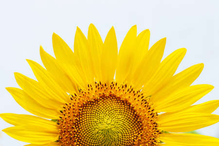 Close-up of yellow sunflower in full bloom on a sunny summer, white sky blurred in the background. Focus on petal.の写真素材